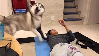 Siberian Husky fighting his brother