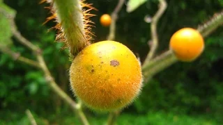 Cómo cultivar Lulo (Chinchilegua) - TvAgro por Juan Gonzalo Angel