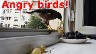 A Compilation of the funniest birds on the internet!