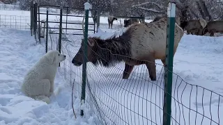 Great Pyrenees and Elk