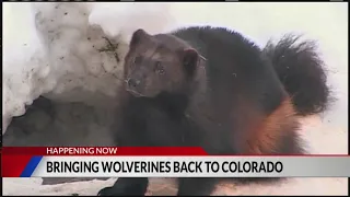 Proposed bill aims to reintroduce wolverines to Colorado