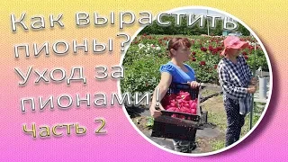 Как вырастить пионы? Уход за пионами! Часть 2 / Сад Ворошиловой