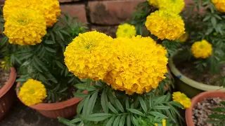 Marigold of my roof garden