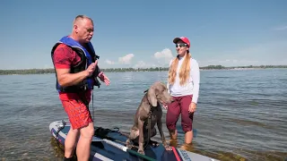 Учим собак плавать на сапборде 🏄‍♂