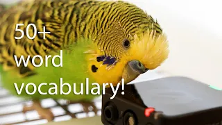 Budgie's vocabulary stuns humans!