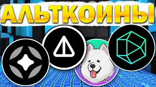 Когда будет рост альткоинов? Разбор STARGATE (STG) NOTCOIN (NOT) SAMOYED (SAMO) POLYHEDRA (ZK)