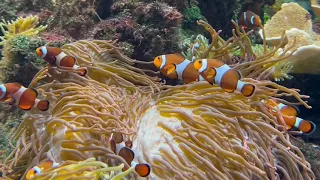 Relaxation, bewitching beauty of the underwater world.Релакс,завораживающая красота подводного мира.