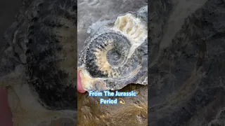 I can’t believe this eroded suprise fossil ammonite find!😮#fossilhunter#fossilhunting#ammonite