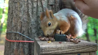 Белка, которая даёт гладится / A squirrel that lets itself be stroked