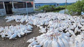 The duck farming process develops rapidly - Farmers raise millions of ducks from small to large