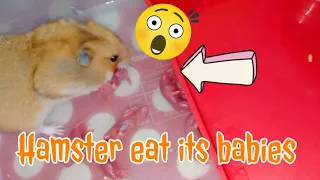 Hamster eat its babies I Short Video