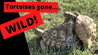 Tortoises Gone Wild!  Tortoise mating sound HONK