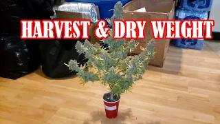 Solo Cup Autoflower Grow With Harvest And Dry Weight