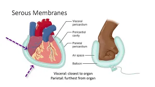 132 Body Cavities and Membranes