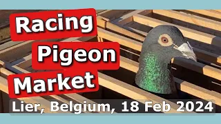 Racing Pigeon Market Lier, Belgium (18 February 2024)