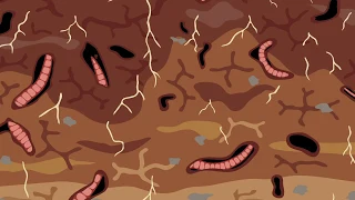 Examining earthworms: our soils' engineers