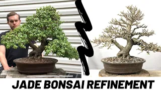 Jade Bonsai (Portulacaria Afra) - Refinement Work (The Bonsai Supply)