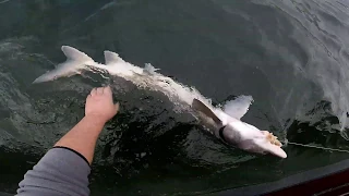 Columbia River Sturgeon Fishing Jan 1, 2019 ( рыбалка на осётра.)