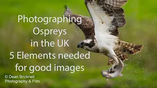 Photographing Ospreys, 5 Elements needed 2023