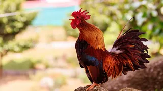 Rooster Crowing Compilation - Rooster crowing sounds Effect 2020