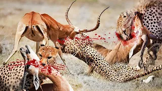 OMG! Cheetah Attack And Kill Impala When Mother Impala Finding Prey For Meals - Impala Vs Cheetah