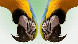 Плюсы и минусы попугаев