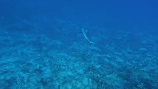 sipadan (tiburón puntas negras)