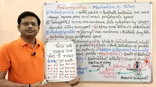 Chemotherapy of Antibiotics (Part-20) Aminoglycoside (02) = Mechanism of Action | Aminoglycoside