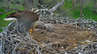 Xcel Energy Fort Saint Vrain Eagle Cam 05.05.2024