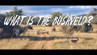 What is the Bushveld?