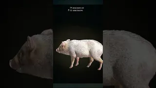 ALBINO 🏆 Collared Peccary - theHunter Call of the Wild #shorts