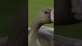 Removing a Goose from a Postseason Baseball Game