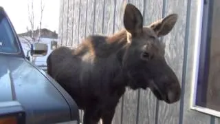 Baby Moose Visiting