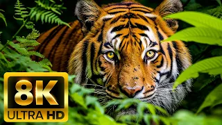 Magnificent Animals (60FPS) ULTRA HD - With Nature Sounds Colorfully Dynamic