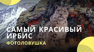 Самый красивый ирбис попал на видео в алтайском нацпарке