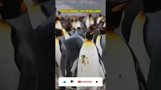 amazing facts about Penguins
