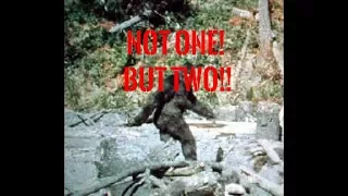 There are Two Bigfoot in the Patterson Gimlin film!!!