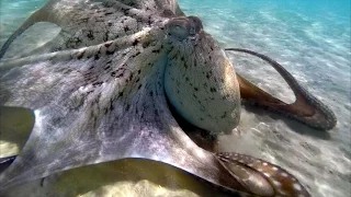 Giant Octopus in shallow water - Soma Bay Egypt