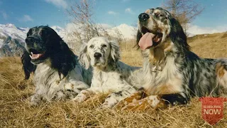 ENGLISH SETTER - The Best HUNTING DOGS for Birds