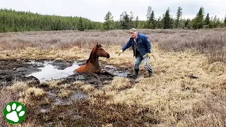 Wild horse rescued from muddy pit