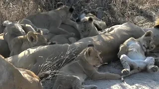 SafariLive- The whole Nkuhuma Lion Pride!!