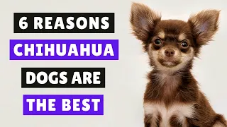 6 Reasons Chihuahuas Are The Absolute Best 😍