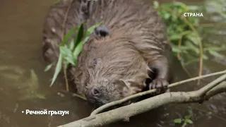 Нижне-Свирский заповедник | Природа | Телеканал "Страна"