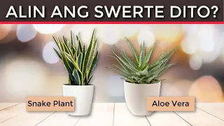 Aloe Vera at Snake Plant - Alin ang SWERTE at Saan mo Dapat Ilagay?