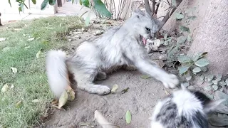 Pregnant Cat Attacking Cute Kitten Infront Of His Mama
