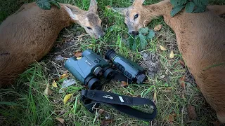 Rehwild-Doublette beim Abendansitz