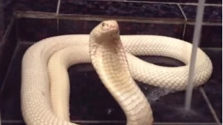 Змея в ванной!
