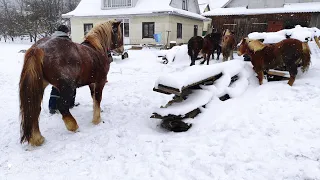 Лошичка на продажу/КРАСОТА В КАРПАТАХ/КОНІ ВАГОВОЗИ/ КОНІ В УКРАЇНІ