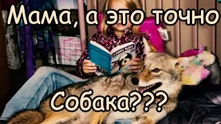 Спасли Щенка, а когда он вырос, то Собака оказалась Койотом