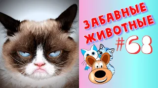 Приколы с Животными #68 / Смешные Животные 2020 / Приколы / Приколы про Животных / Лучшие Приколы